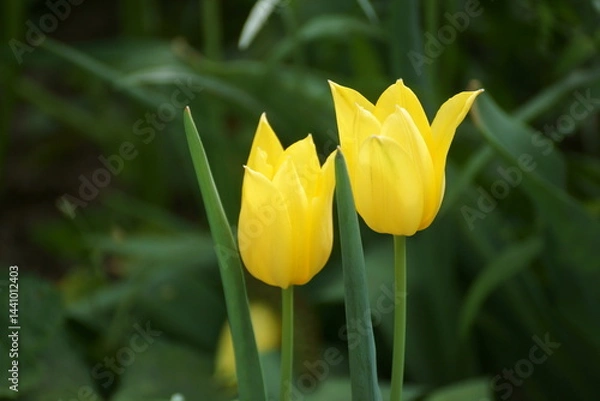 Obraz yellow tulip flower