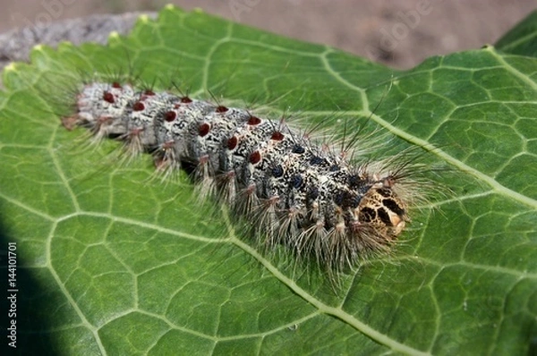 Fototapeta Caterpillar