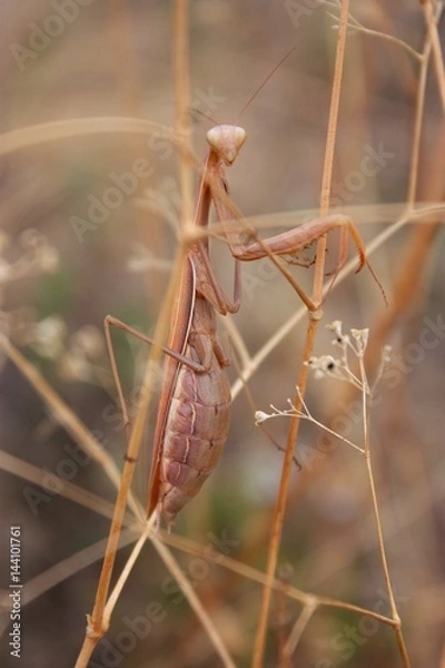 Fototapeta mantis