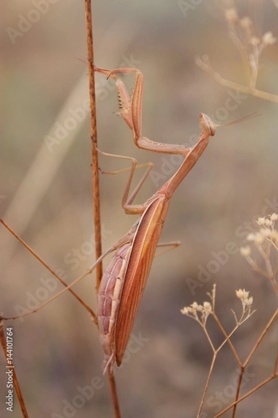 Fototapeta mantis