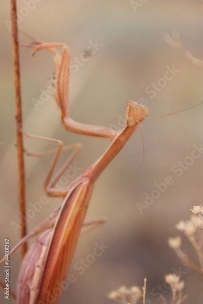Fototapeta mantis