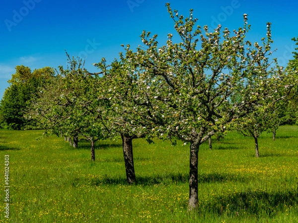 Obraz Baumgrundstück mit Obstbäumen im Frühjahr