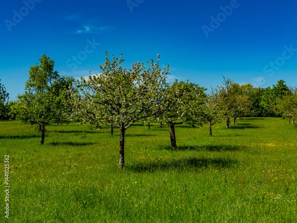 Obraz Baumgrundstück mit Obstbäumen im Frühjahr