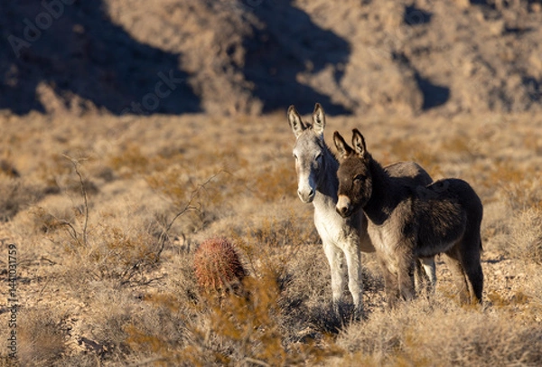 Obraz Wild Burros in the Nevada Desert in Winter