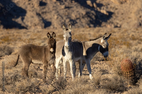 Obraz Wild Burros in the Nevada Desert in Winter