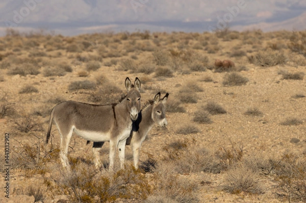 Obraz Wild Burros in the Nevada Desert in Winter