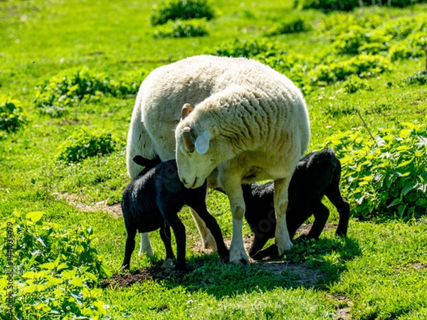 Obraz Klene Herde mit Schafen auf einer Weide im Frühjahr