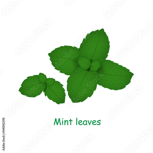 Obraz Mint leaves isolated on a white background