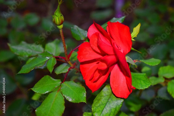 Fototapeta Red Flower
