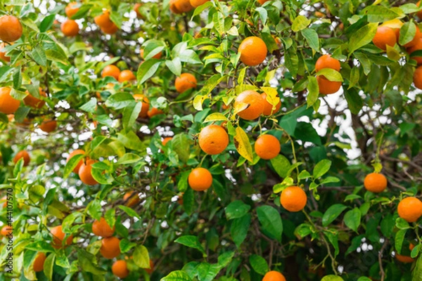 Fototapeta The fruit of the orange tree.
