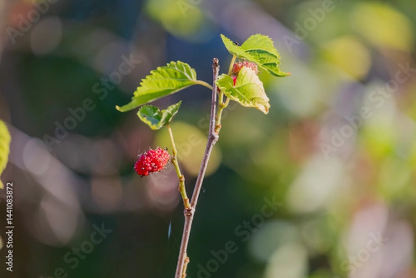Fototapeta Mulberry developing on young tree in the spring.  The red berry will turn black when ripe.