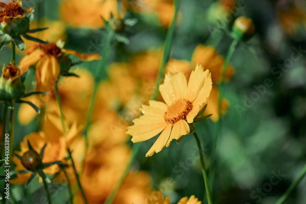 Fototapeta Single in focus yellow Calendula flower on a blurred background of a flower bed with an artistic vintage aesthetic.