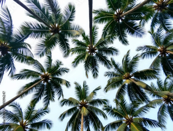 Fototapeta Sri Lanka: Looking Up at the Green Tops of Coconut Palms