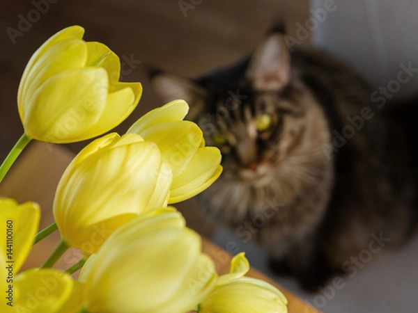 Obraz Playful Maine Coon Cat Looking at a Yellow Tulip Bouquet	
