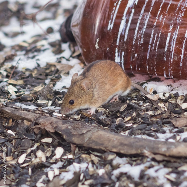 Fototapeta Striped Field Mouse, Apodemus agrarius, hiding on ground and searching for food close-up portrait, selective focus, shallow DOF