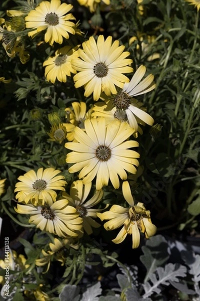 Obraz Yellow flowers 