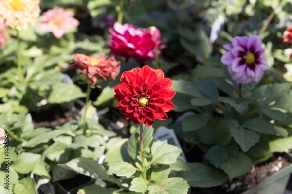 Fototapeta Red flower