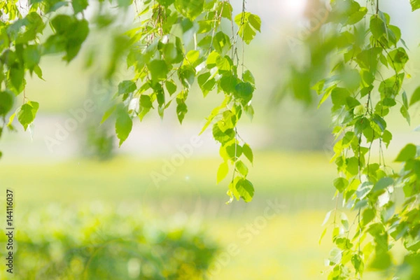 Fototapeta Bright summer green background with birch leaves. Blurred background with the lens during the shooting