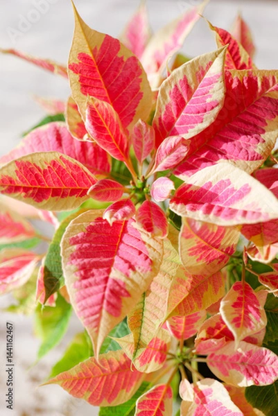 Fototapeta Poinsettia Plant. Pink variegated poinsettia on a white background.Pink variegated poinsettia leaves with white border
