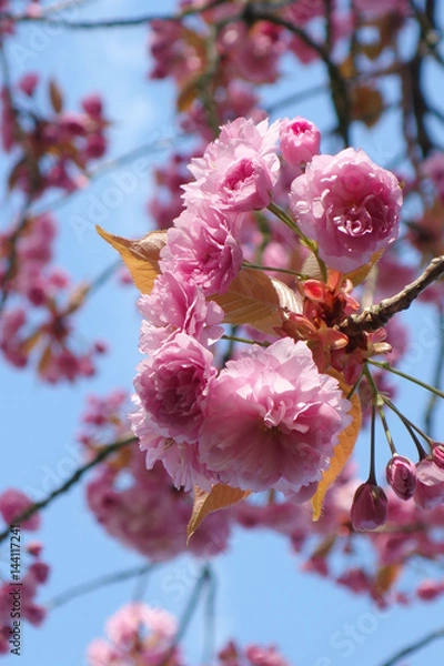 Obraz cherry blossom in pink