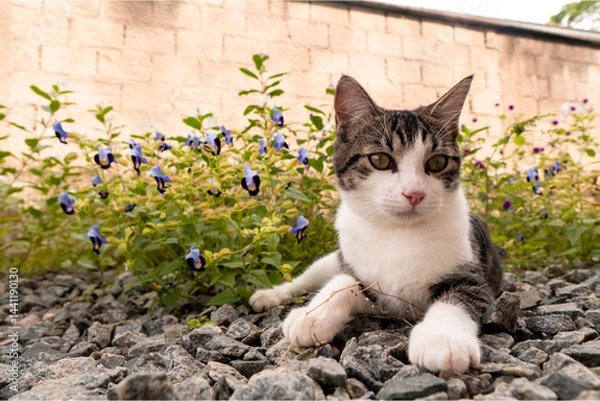 Fototapeta Cute Cat #07