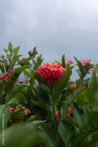 Obraz Orange Flowers #03