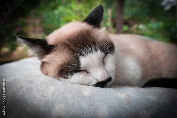 Fototapeta Beautiful Cat #01