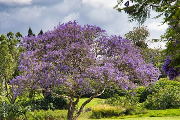 Fototapeta Flowering jacaranda tree in upcountry Maui.