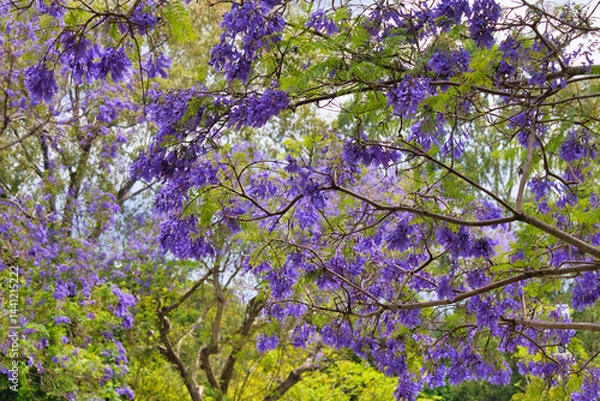 Fototapeta Close up view of a jacaranda in bloom in upcountry Maui.