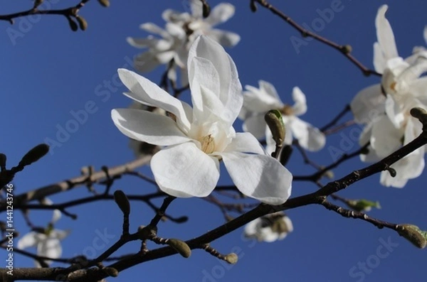 Obraz magnolia tree blossom. Colorful landscape with white flowers in spring. Amazing magnolia background. Magnolia bud close-up. Beautiful white magnolia petals on a blue sky background. Magnolia branches.