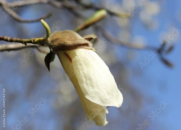 Obraz Colorful landscape with white flowers in spring. Amazing magnolia background. Magnolia bud close-up. Beautiful white magnolia petals on a blue sky background. Magnolia branches.