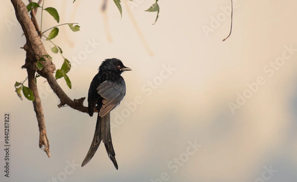 Fototapeta A striking Black drongo perched on a branch with tree branch and leaves. The background is well blurred and contrast.