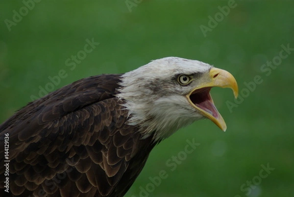 Fototapeta Bald eagle
