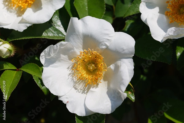 Fototapeta 白さが眩しいナニワイバラの花01