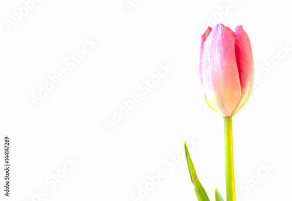 Fototapeta Pink tulip on white background.