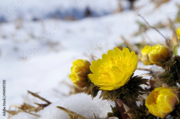 Obraz 雪の中の福寿草