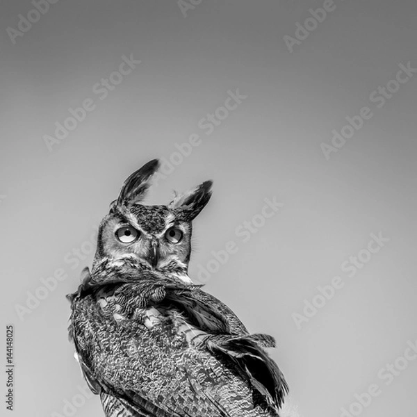 Fototapeta Great Horned Owl Looking Backwards in the Wind - B&W