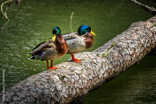 Fototapeta Two Mallard Ducks Standing on a Log