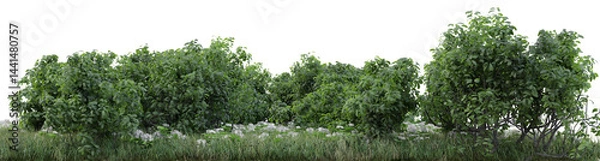 Fototapeta Forest, Meadow and floral in natural with isolated on transparent background - PNG file, 3D rendering illustration for create and design or etc