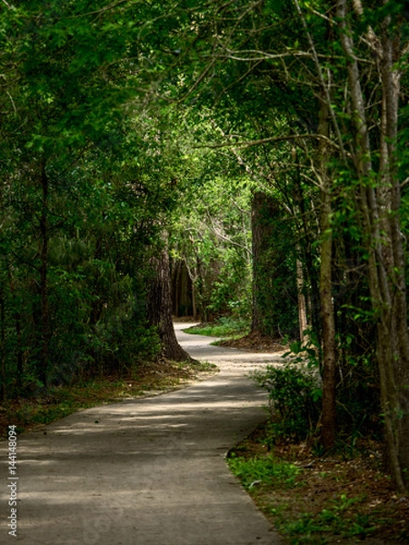 Fototapeta Winding Path through the Woods