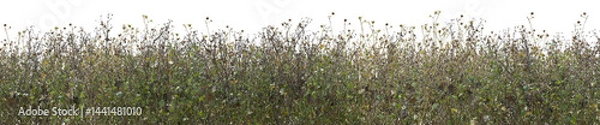 Obraz Various wild floral in summer with isolated on transparent background - PNG file, 3D rendering illustration for create and design or etc