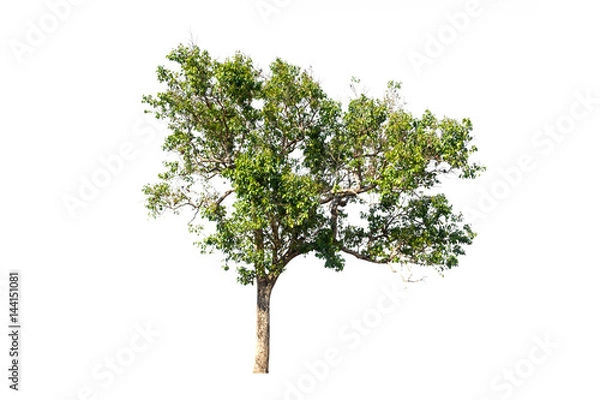 Fototapeta tree isolated