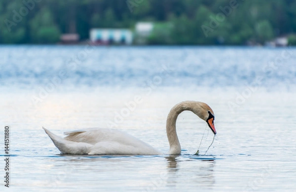 Obraz Graceful white Swan swimming in the lake, swans in the wild. Portrait of a white swan swimming on a lake.