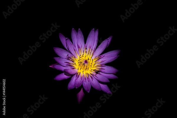 Obraz purple lutus flower