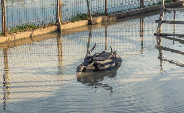 Obraz buffalo swim in river