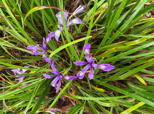 Obraz Iris douglasiana, Douglas iris, Pacific Coast Iris