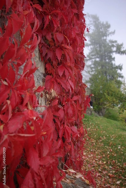 Obraz Red vine (close up)
