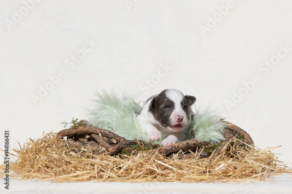Fototapeta Border Collie Welpe liegt in einem Nest aus Stroh