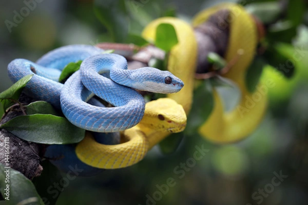Fototapeta The Yellow White-lipped Pit Viper (Trimeresurus insularis) on branch, The Yellow White-lipped Pit Viper and Blue Insularis Pit viper on branch