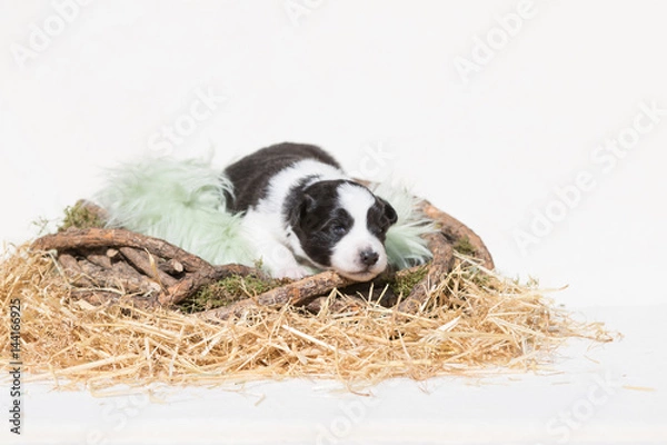 Fototapeta Border Collie Welpe liegt in einem Nest aus Stroh
